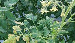 Advice to reduce risk of tomato brown rugose virus